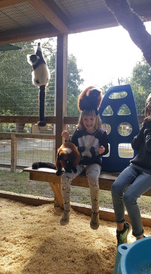 Lemur Encounter
